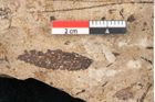 Foto (Detailansicht) von Pinus palaeostrobus Ettingshausen (NHMW-GEO-2024-0188-8262)